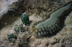 bearded fireworm. Nikonos V, 28mm, Helix tube. by Derek Zelmer 